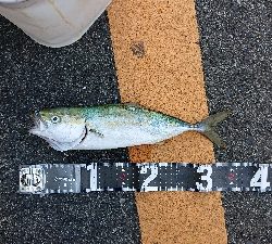 これが釣りたかった！