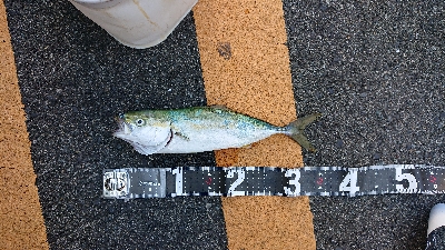 これが釣りたかった！