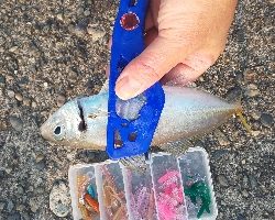 アジング初アジ