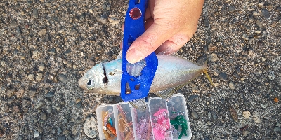 アジング初アジ