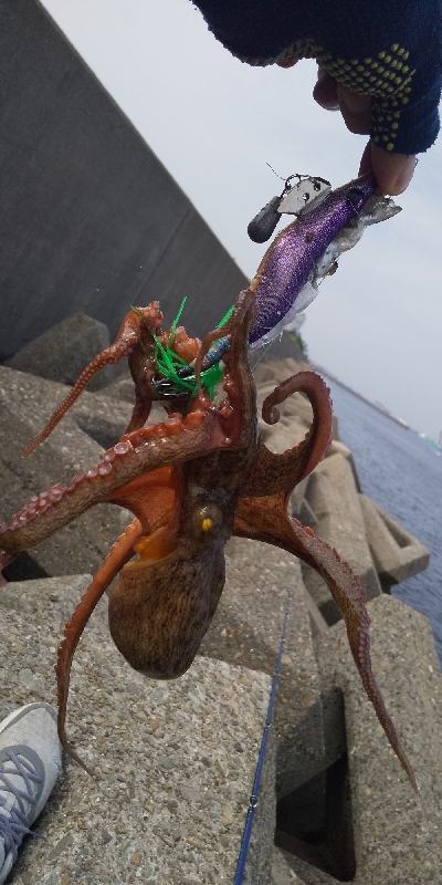 結構釣れました