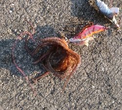 久々のタコ。ショアジグでツバス。