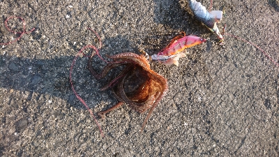 久々のタコ。ショアジグでツバス。