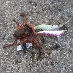 タコ４杯もエギ５個ロス