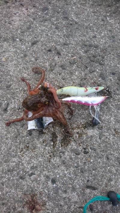 タコ４杯もエギ５個ロス