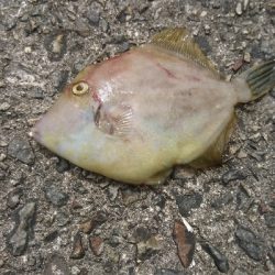 太刀魚狙うもイワシ、青物狙うもサバ