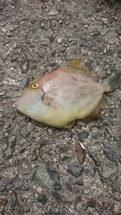 太刀魚狙うもイワシ、青物狙うもサバ