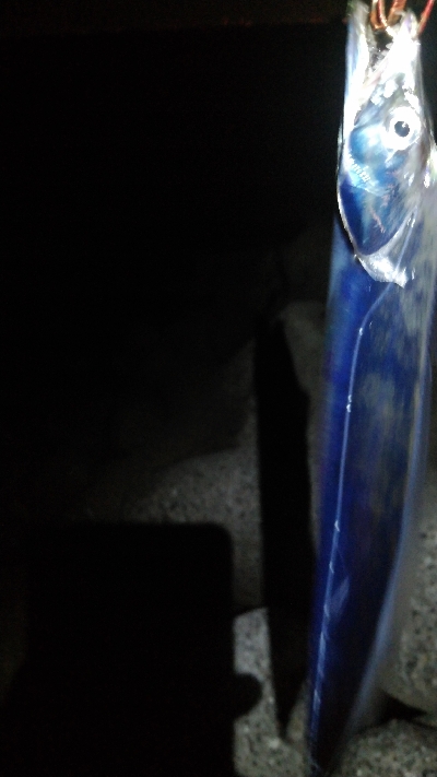 大阪湾タチウオ開幕