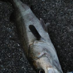 玉網の準備はお忘れ無く