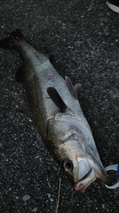 玉網の準備はお忘れ無く