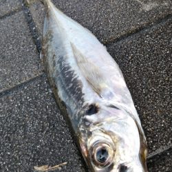 早朝コスモスクエア