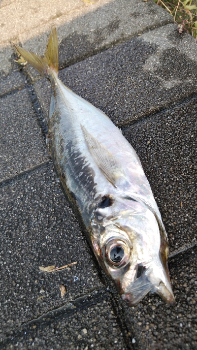 早朝コスモスクエア