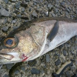 朝マズメ!!トップウォーターで居着きのシーバスをゲット!!