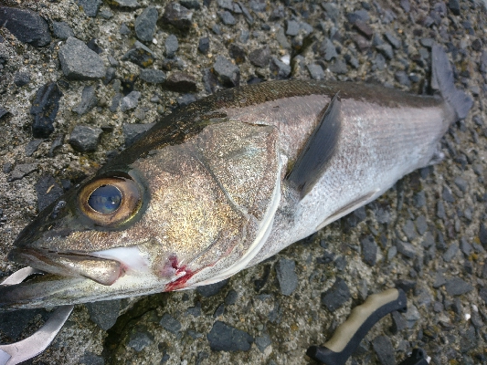 朝マズメ！！トップウォーターで居着きのシーバスをゲット！！