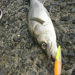 朝マズメのトップウォーターシーバス!!