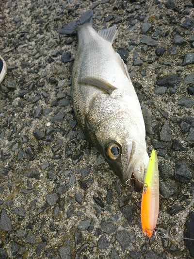 朝マズメのトップウォーターシーバス！！