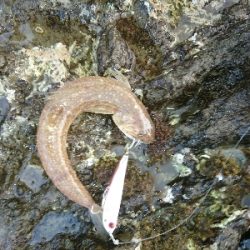 フラットフィッシュとシーバス狙い