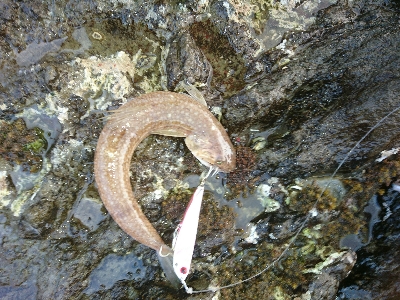 フラットフィッシュとシーバス狙い