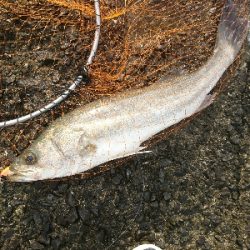 トップウォーターシーバス&チヌ