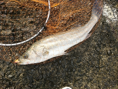 トップウォーターシーバス&チヌ