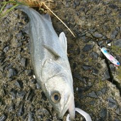 トップに反応がない日は、水面直下で勝負！！