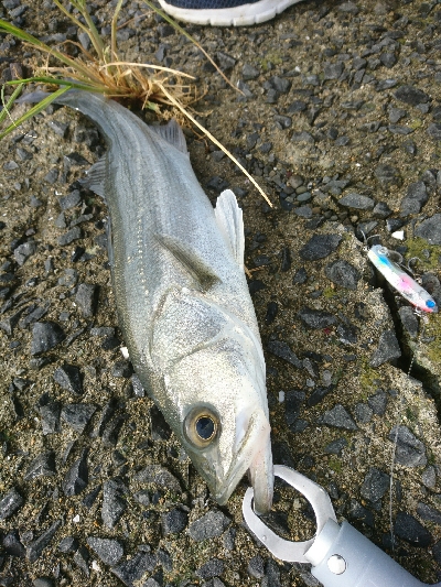 トップに反応がない日は、水面直下で勝負！！
