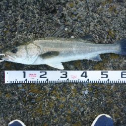 良型シーバス&チヌ爆発!!