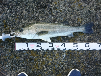 良型シーバス&チヌ爆発！！