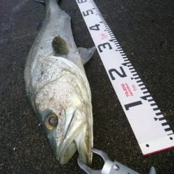 ランカーまで、もう少し74センチのシーバス！！