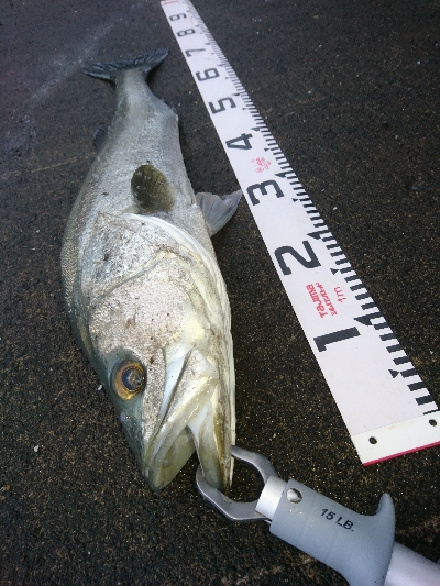ランカーまで、もう少し74センチのシーバス！！
