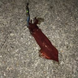 ケンサキイカ良好♪