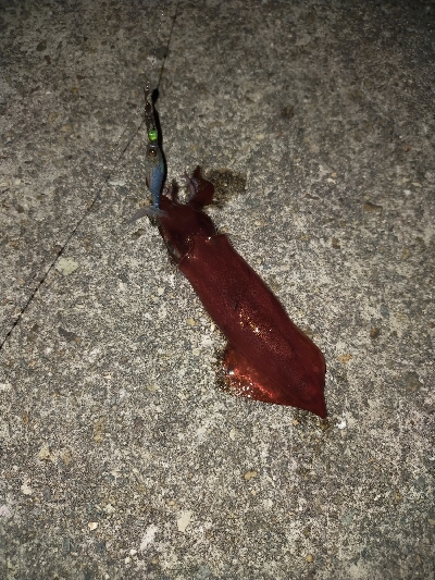 ケンサキイカ良好♪