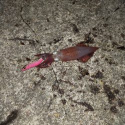 ケンサキイカ好調♪