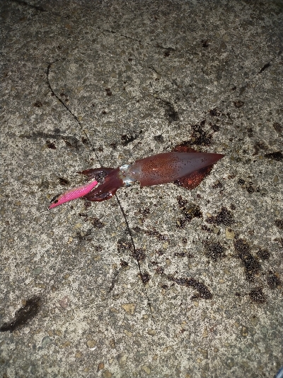 ケンサキイカ好調♪