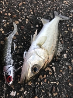 シーバス(チーバスのみ)ボイル！