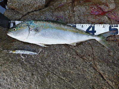 沖磯　ロックショア