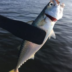 安定の朝イチ小鯖祭り。。