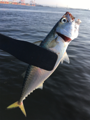 安定の朝イチ小鯖祭り。。
