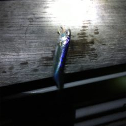 夜のベイト調査