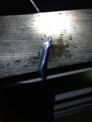 夜のベイト調査