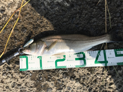 河川遡上シーバス