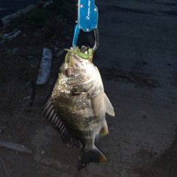 ナイトチニング！