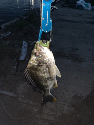 ナイトチニング！