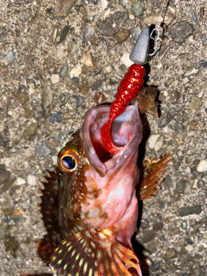 ガシラはよく釣れる^ ^♫