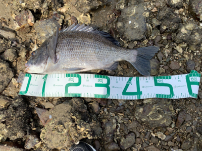 なんとかギリ歳無し