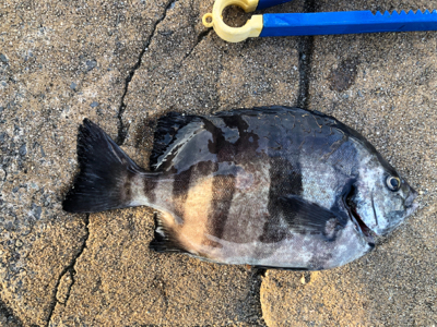 サビキで石鯛&豆あじ