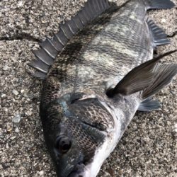 夏晴れの中エビ撒きへ