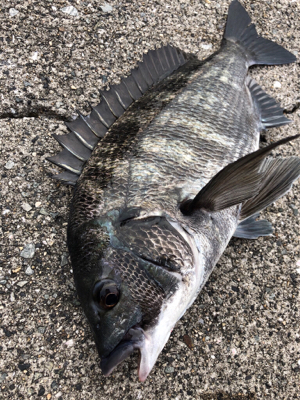 夏晴れの中エビ撒きへ