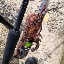 休日はタコより人が多い