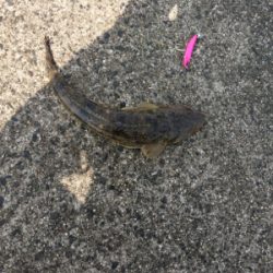 夏のマゴチフィッシング